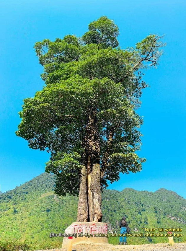 chia sẻ cẩm nang du lịch hà giang chi tiết và sinh động nhất, bản đồ + đường đi “cây cô đơn ở hà giang”