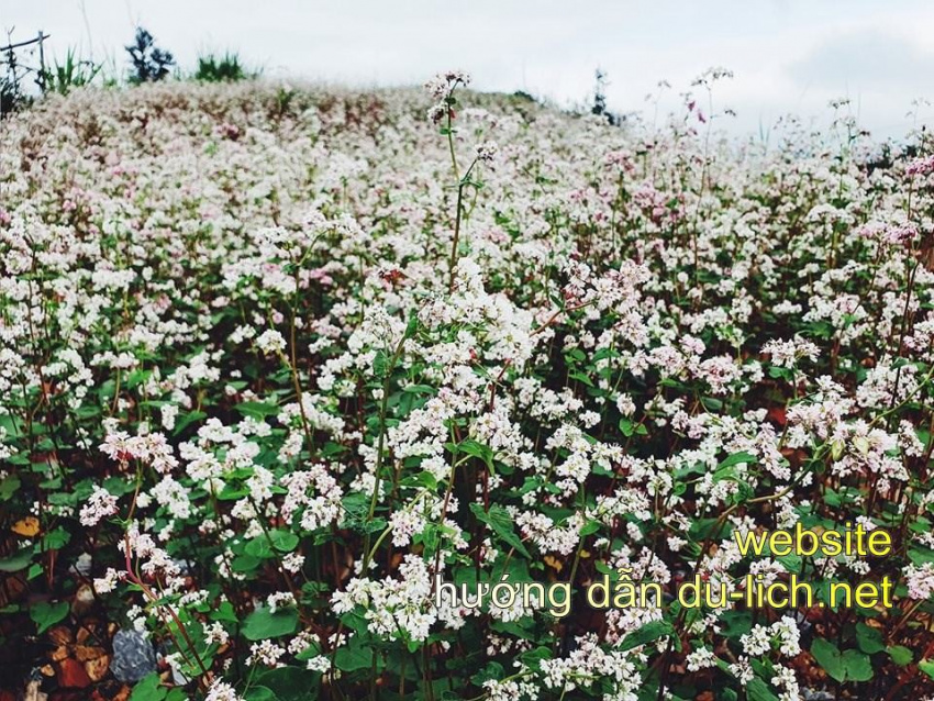 chia sẻ cẩm nang du lịch hà giang chi tiết và sinh động nhất, “chết mê” những cung đường ở hà giang rồi bạn ơi!