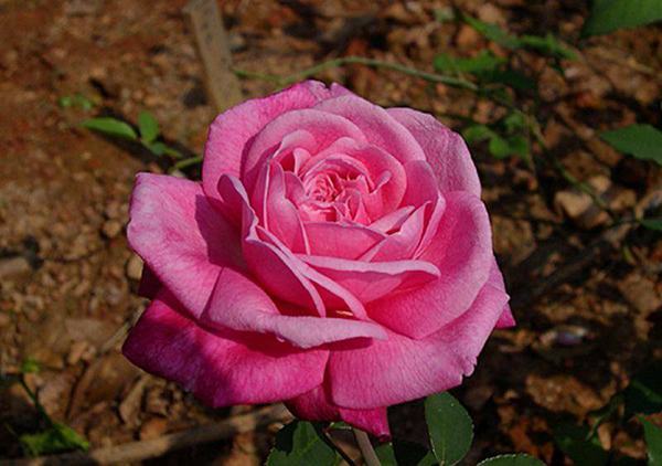 các bài viết về du lịch sapa mới nhất của tôi, “lạc trôi” giữa 9 khu vườn hoa hồng, cải, hướng dương, tam giác mạch ở sapa
