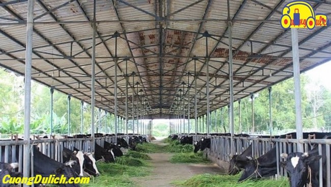 TẤT TẦN TẬT về Đặc Sản Sữa Bò Long Thành Đồng Nai
