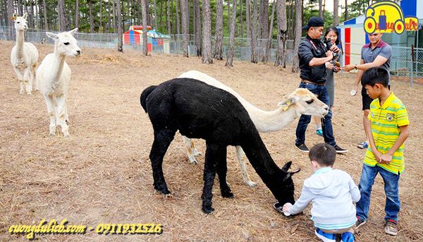 hướng dẫn tham quan vườn thú zoodoo đà lạt 2022, hướng dẫn tham quan vườn thú zoodoo đà lạt 2022