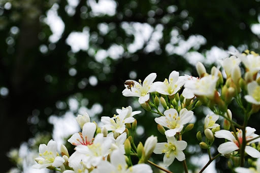 Phát “sốt” với mùa hoa sở đẹp đến “nghẹt thở” ở Bình Liêu