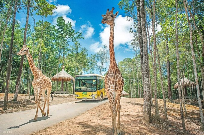 Thế Giới Động Vật Muôn Màu Ở Vinpearl Safari Phú Quốc