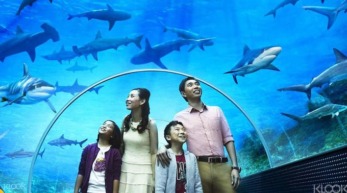 Tất Tần Tật Những Điều Bạn Cần Biết Về SEA Aquarium Ở Singapore, SINGAPORE