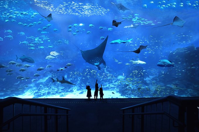 Tất Tần Tật Những Điều Bạn Cần Biết Về SEA Aquarium Ở Singapore, SINGAPORE