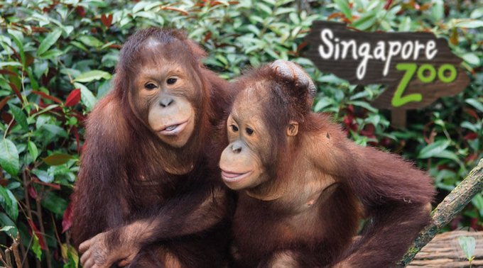 Kinh Nghiệm Đi Singapore Zoo, River Safari, Night Safari và Vườn Chim Jurong, SINGAPORE