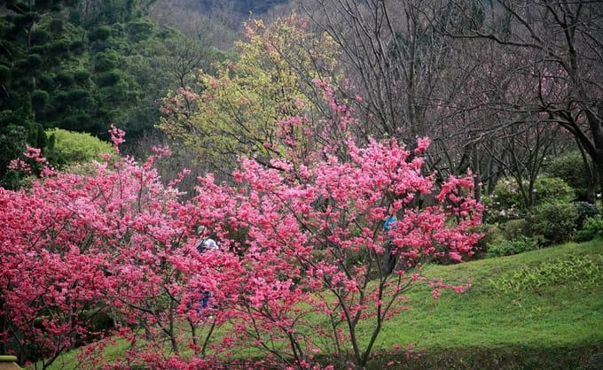 26 hoạt động “săn” hoa anh đào tại Hàn Quốc, Đài Loan, Nhật Bản, NHẬT BẢN