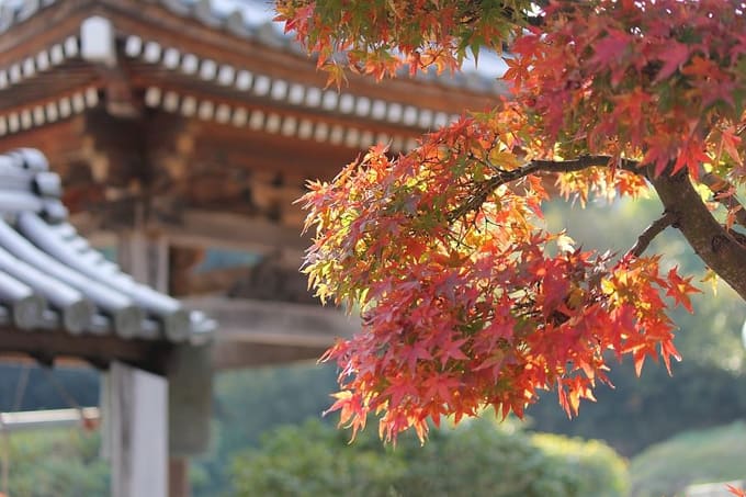 Lịch ngắm lá phong rực rỡ mùa thu Nhật Bản trong năm 2018, NHẬT BẢN