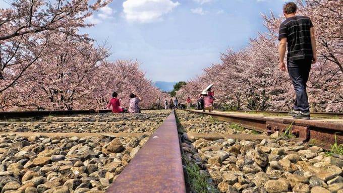 Năm 2018 ngắm hoa anh đào Nhật Bản thì đi thành phố nào và thời gian nào?