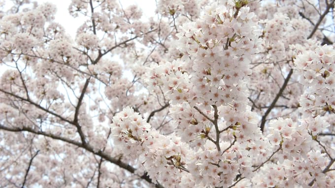 Hành trình ngắm hoa anh đào ở Tokyo, Kyoto, Hiroshima và Osaka