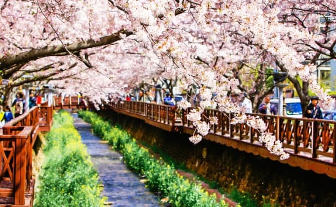 Địa điểm và thời gian lý tưởng ngắm hoa anh đào tại Hàn Quốc