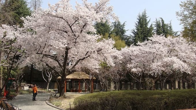 Địa điểm và thời gian lý tưởng ngắm hoa anh đào tại Hàn Quốc, HÀN QUỐC