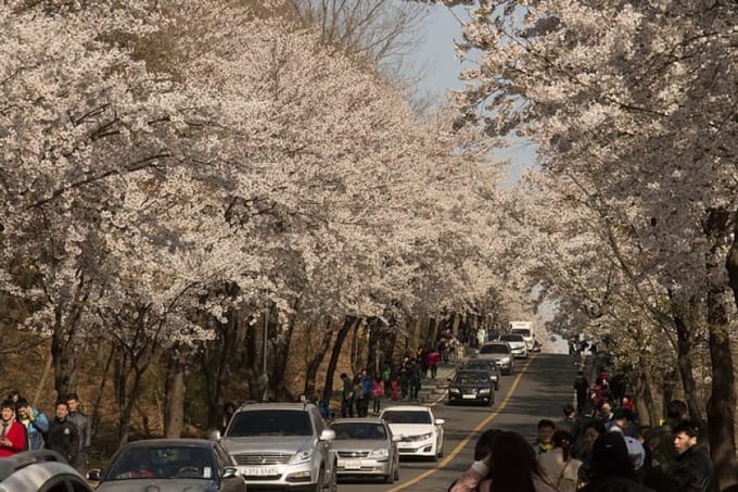 Địa điểm và thời gian lý tưởng ngắm hoa anh đào tại Hàn Quốc, HÀN QUỐC