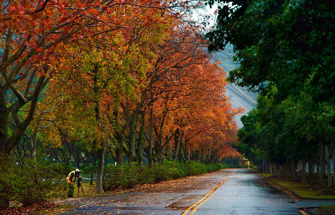 Ngắm lá phong đủ màu ở Đài Loan, ĐÀI LOAN