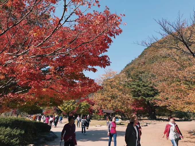 Hành trình săn lá đỏ mùa thu tại Seoul thơ mộng, Seoul, HÀN QUỐC