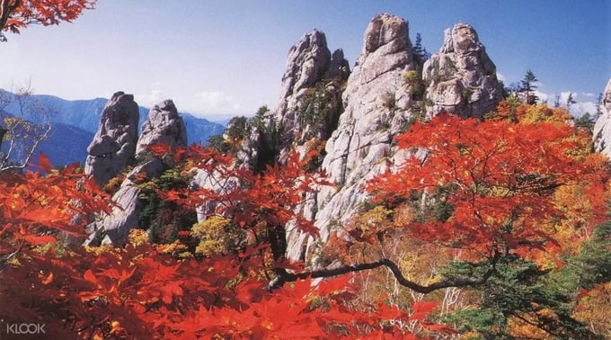 Top 5 khu rừng lá thu tuyệt đẹp cực gần Seoul ở Hàn Quốc