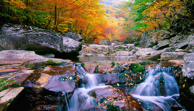 Top 5 khu rừng lá thu tuyệt đẹp cực gần Seoul ở Hàn Quốc, Seoul, HÀN QUỐC