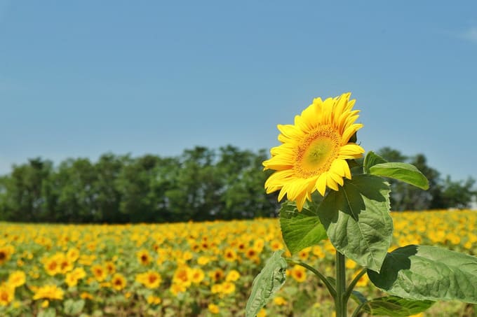 Mùa hè đẹp nhất Hokkaido, Nhật Bản, Hokkaido, NHẬT BẢN