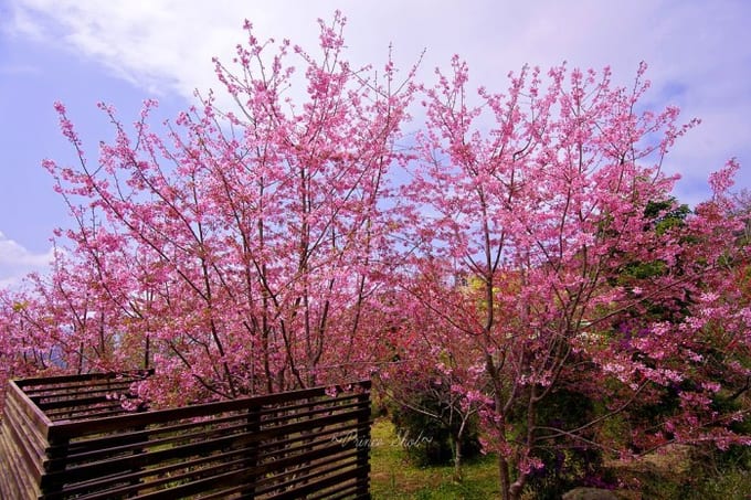 8 địa điểm tuyệt vời để ngắm hoa anh đào ở Đài Loan, ĐÀI LOAN