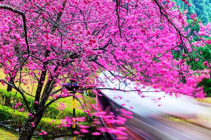 8 địa điểm tuyệt vời để ngắm hoa anh đào ở Đài Loan, ĐÀI LOAN