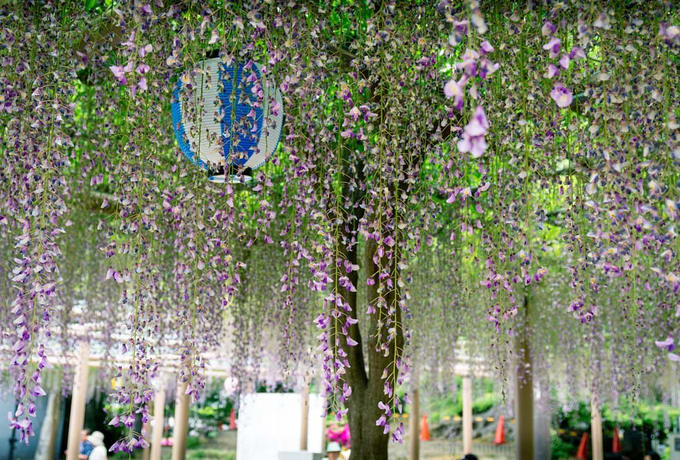Bắt trọn mùa hoa Tử Đằng đẹp “rụng tim” ở Nhật Bản trong tháng 04 & 05, NHẬT BẢN