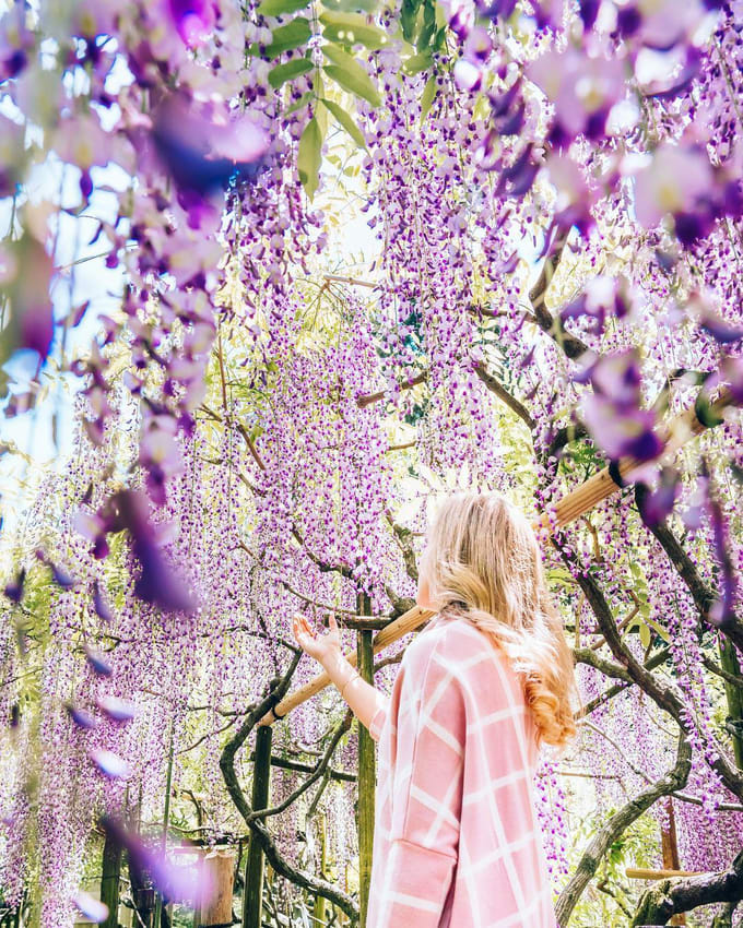 Bắt trọn mùa hoa Tử Đằng đẹp “rụng tim” ở Nhật Bản trong tháng 04 & 05, NHẬT BẢN