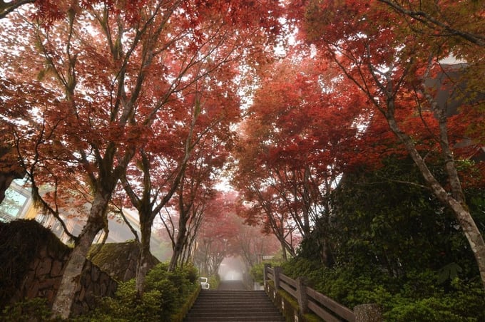 Top 10 địa điểm ngắm lá phong mùa thu cực kỳ lãng mạn ở Đài Loan, ĐÀI LOAN