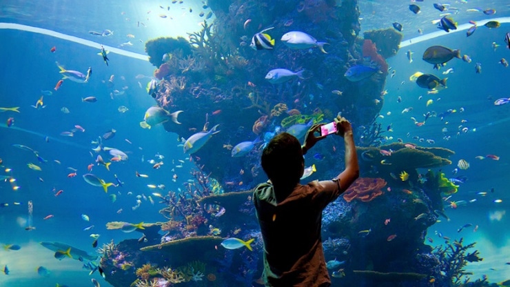 Tất tần tật thông tin cần biết về SEA Aquarium Singapore