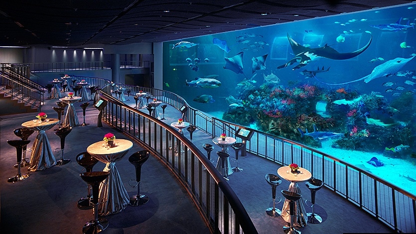 Tất tần tật thông tin cần biết về SEA Aquarium Singapore