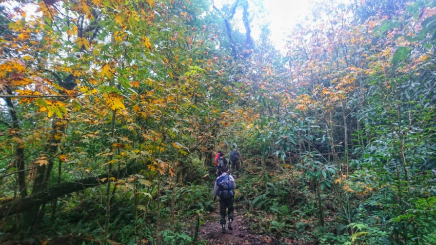Trekking Tả Liên Sơn – khám phá khu rừng cổ tích