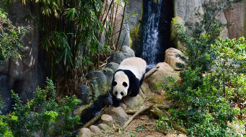 Hướng dẫn kinh nghiệm tham quan sở thú Singapore Zoo