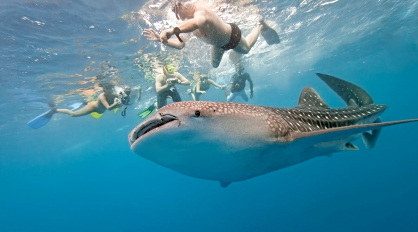 Thử thách lòng can đảm: Ngắm cá mập whale shark ở Oslob Cebu