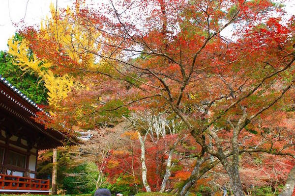 Kinh nghiệm du lịch bụi Kyoto, Nhật Bản